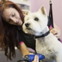 Orange County Mobile Dog Grooming