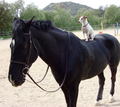 Center-Sinai Animal Hospital - Los Angeles, CA