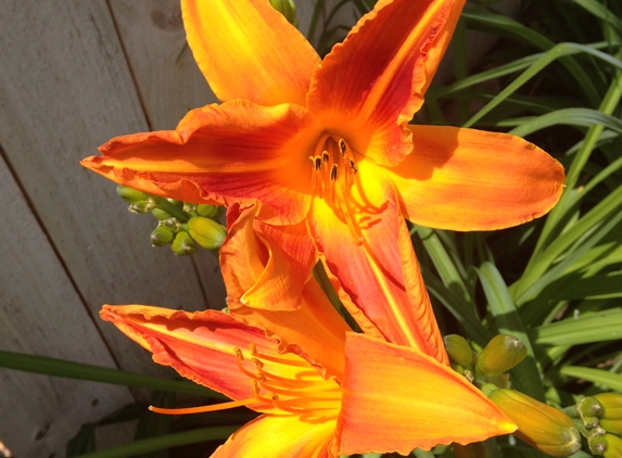 Platte Valley Nursery - Casper, WY