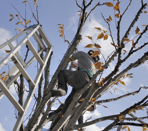 PR Tree Service - Paso Robles, CA