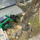 Supreme Tree Service - Stump Removal & Grinding