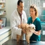 Cape Veterinary Hospital