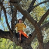 Dynamo Dusty's Tree Service gallery