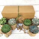 Succulent Gift Shop - Florists