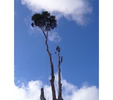 Bob and Ben the Tree Men - Kirrawee, NSW