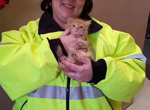 Mesabi Humane Society - Virginia, MN