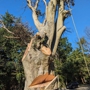 Norfolk Property Tree Service