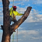 All Aspect Arborist