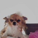 Oasis Pet Spa - Pet Grooming
