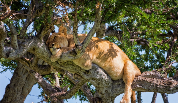 Ombeni African Safaris - Middleton, WI