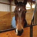 Harmony Grove Farm - Horse Training