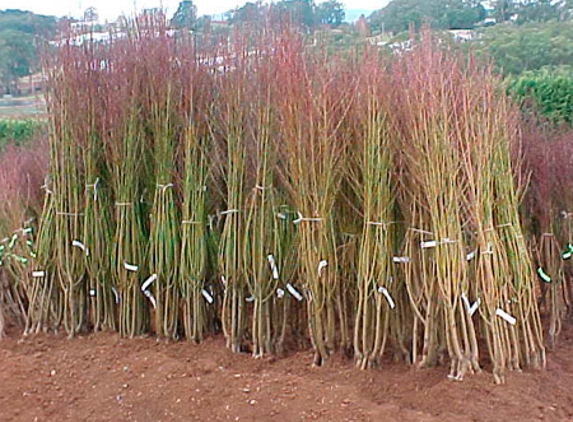JFT Nurseries Pty Ltd - Silvan, VIC