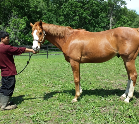 S & S Sunny Farms - Montgomery, NY. QUALITY 9YO TBRED FOR SALE. CALL 203-984-2220