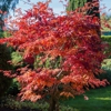 Bloom Tree Care gallery
