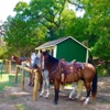 Eagle Eye Ranch Carriage Company gallery