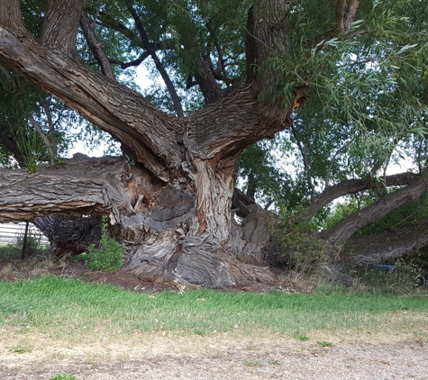 Wild Bills Tree Service - Bountiful, UT