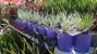 Pot Plant Heaven Perth - Nurseries - Retail