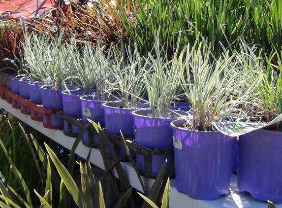 Pot Plant Heaven Perth - Camillo, WA. Natives, shrubs, hedging plants