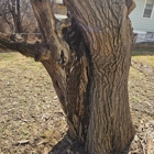 Cold Oak Tree Service