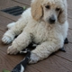 Fluffy Puppy Grooming Spa