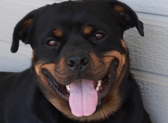 Sunnyside Animal Hospital - Meridian, ID. Sasha, one-year-old.