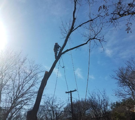 Antonio's Tree Service - Dallas, TX