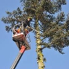 R  & N Tree Service gallery