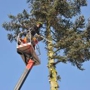 R  & N Tree Service