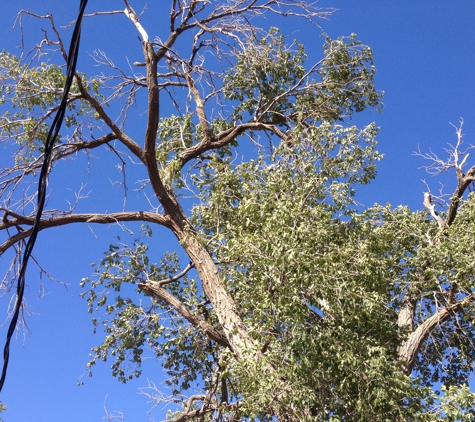 Unique Tree Trimming