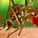 Mosquito Shield of Baton Rouge - Pest Control Services