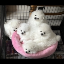 White Pomeranians For You - Pet Breeders