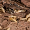 Colwell Termite & Pest Control gallery