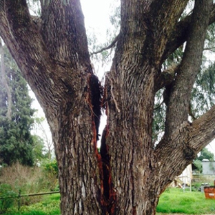 Dan's Tree Services - Wangaratta, VIC