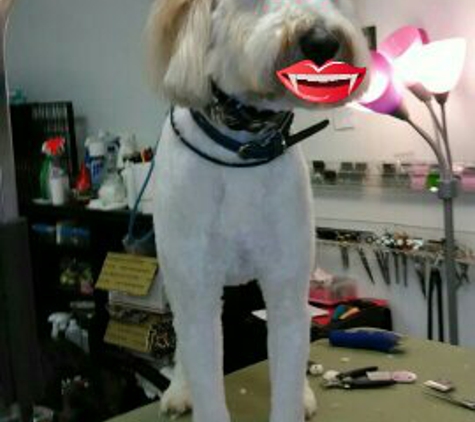 Top Performance Grooming - Kingsport, TN. Tilley having fun !