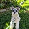 Full House Dog Training gallery