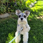 Full House Dog Training