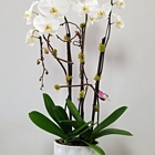 Dr Orchid Floral Design