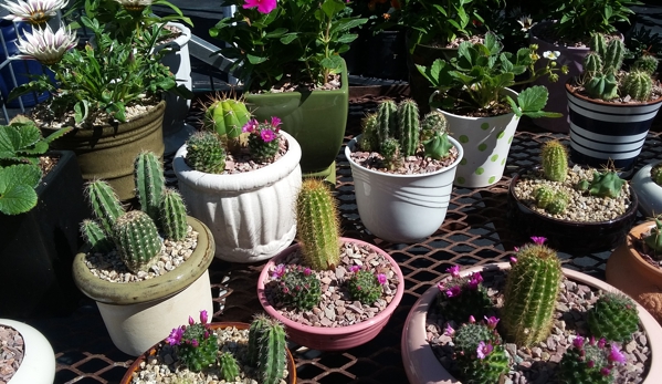 Valley Verde Nursery & Landscaping - Phoenix, AZ