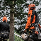 Shoreline Tree Service Pros