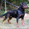 Rottweiler Kennel gallery