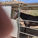 Distant Dreams Ranch - Horse Boarding