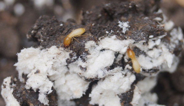 Total Pest Services - Dalby, QLD