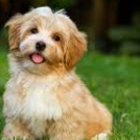 Aspen Pet Service Ltd