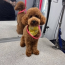 Kontota Mobile Dog Grooming of Aubrey, TX - Pet Grooming