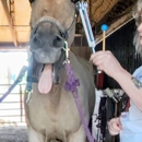 Equine Energy Work - Holistic Practitioners