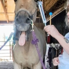 Equine Energy Work