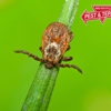 Mid-South Pest & Termite, LLC gallery