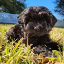 Michele's Puppies & Paws - Maltipoo Puppies Florida - Pet Breeders