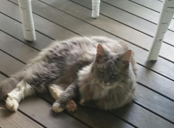Bed And Breakfast For Your Cat - Black Mountain, QLD