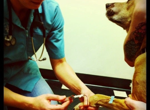 Dupont Veterinary Clinic - Washington, DC